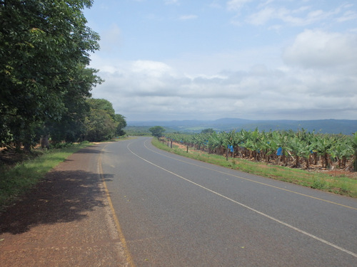 Another Banana Plantation.